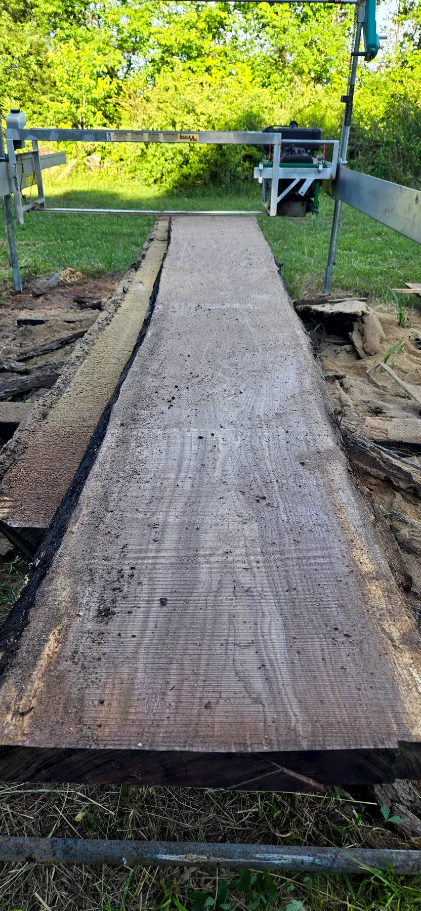 15 foot black walnut photo 2